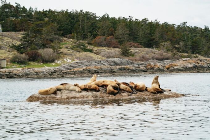 Victoria: 3-Hour Whale Watching Tour in a Zodiac Boat - Safety and Comfort
