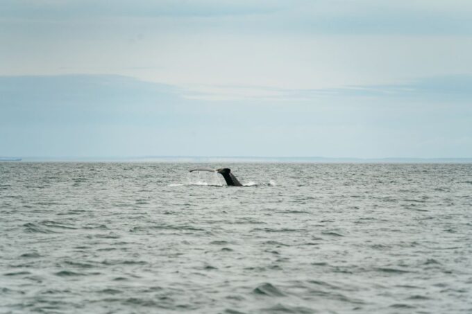 Victoria: 3-Hour Whale Watching Tour in a Zodiac Boat - Guided Exploration