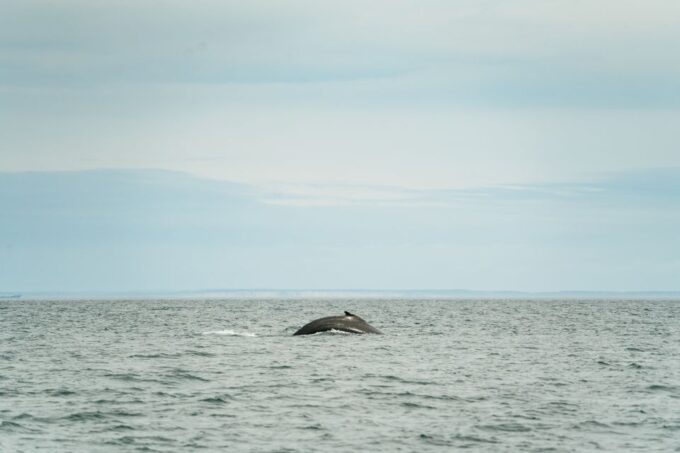 Victoria: 3-Hour Whale Watching Tour in a Zodiac Boat - Unforgettable Encounters