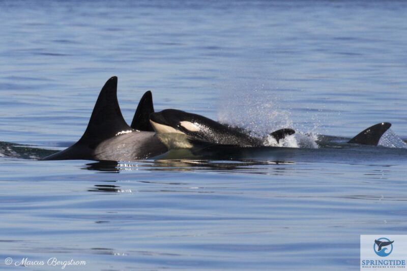 Victoria: 3-Hour Whale Watching Tour - Wildlife Experience