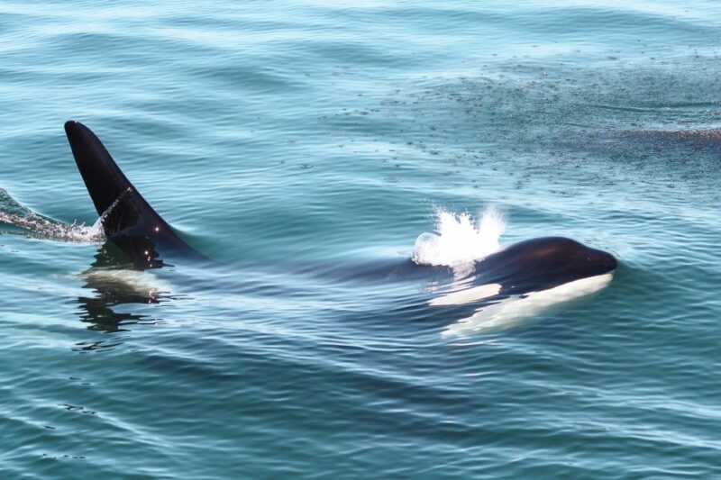 Victoria: 3-Hour Whale Watching Tour - Participant Information