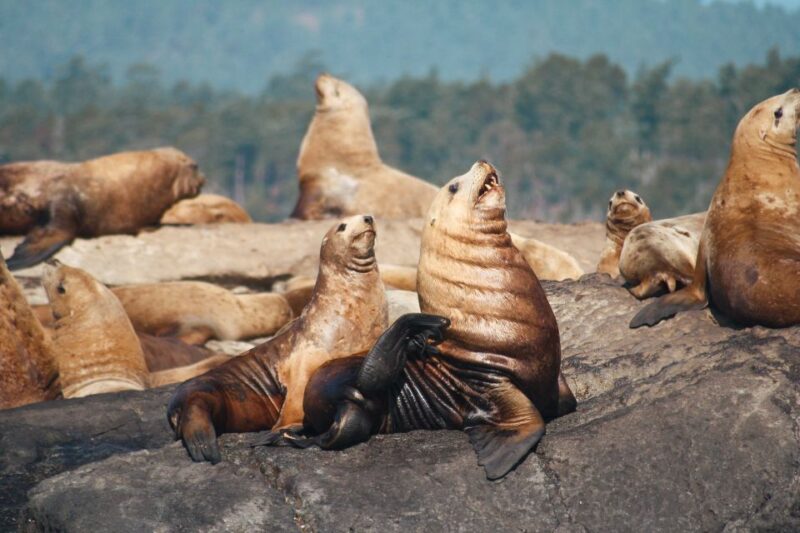 Victoria: 3-Hour Whale Watching Tour - Meeting Point and Preparation