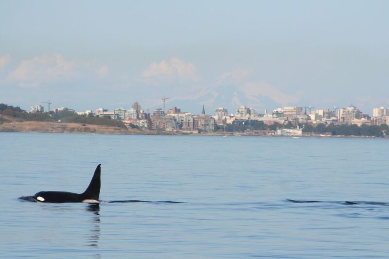 Victoria: 3-Hour Zodiac Whale-Watching Tour - Boat and Gear