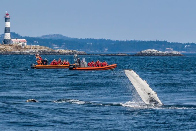 Victoria: 3-Hour Zodiac Whale-Watching Tour - Booking and Cancellation