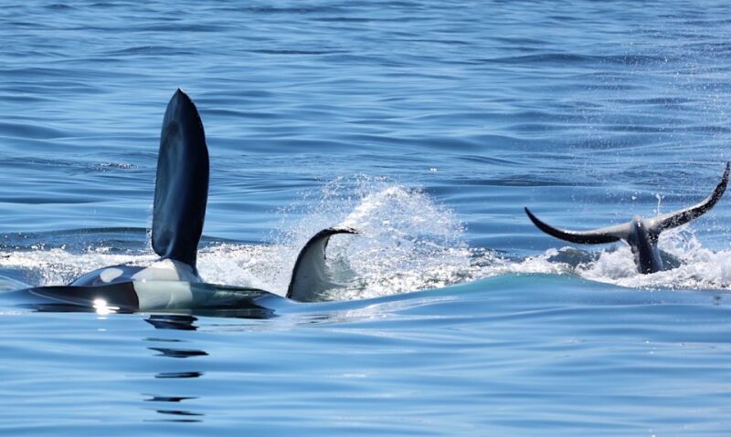 Victoria, BC: 3-Hour Ultimate Whale & Marine Wildlife Tour - Itinerary and Experience