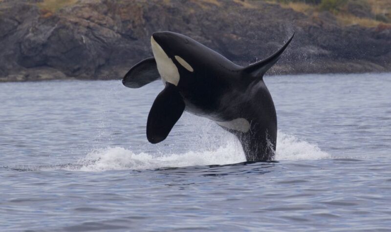 Victoria, BC: 3-Hour Ultimate Whale & Marine Wildlife Tour - Important Information