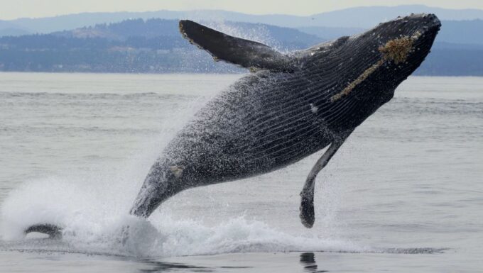 Victoria, BC: 3-Hour Ultimate Whale & Marine Wildlife Tour - Marine Life Highlights