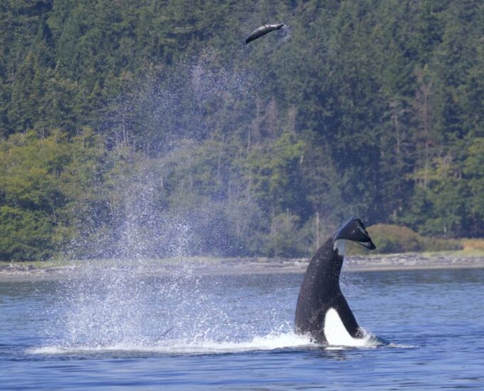 Victoria, BC: 3-Hour Ultimate Whale & Marine Wildlife Tour - Coastal Explorer Experience