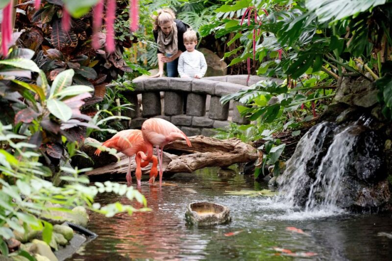 Victoria: Butterfly Gardens Admission Ticket - Experience Highlights