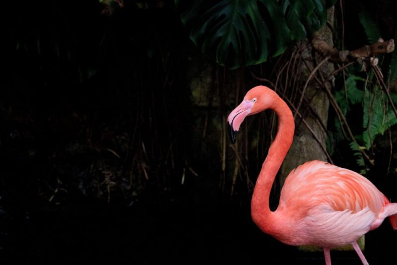 Victoria: Butterfly Gardens Admission Ticket - Admission Prices