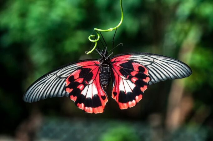 Victoria: Butterfly Gardens Admission Ticket - Cancellation Policy