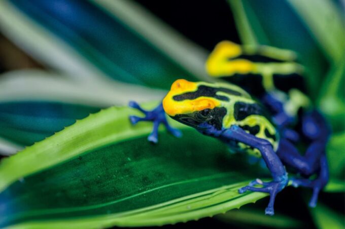 Victoria: Butterfly Gardens Admission Ticket - Frequently Asked Questions