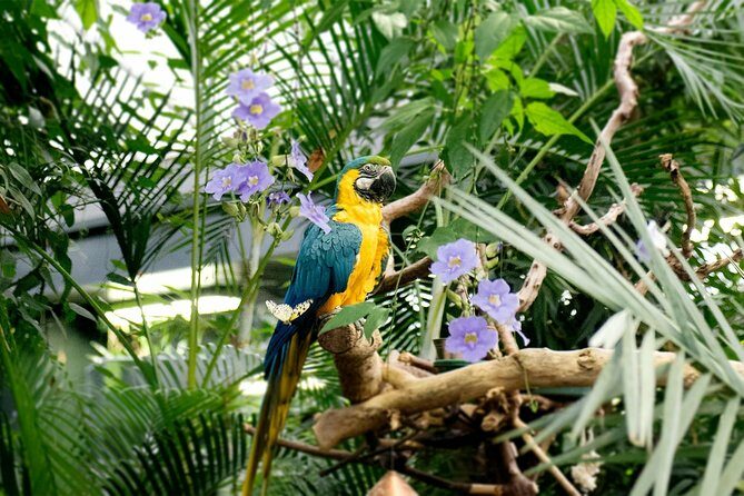 Victoria Butterfly Gardens Ticket - Key Points