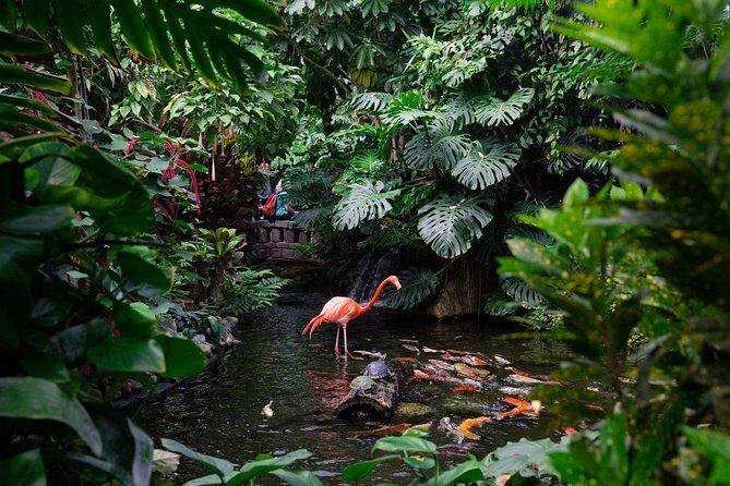 Victoria Butterfly Gardens Ticket - Overview of the Experience