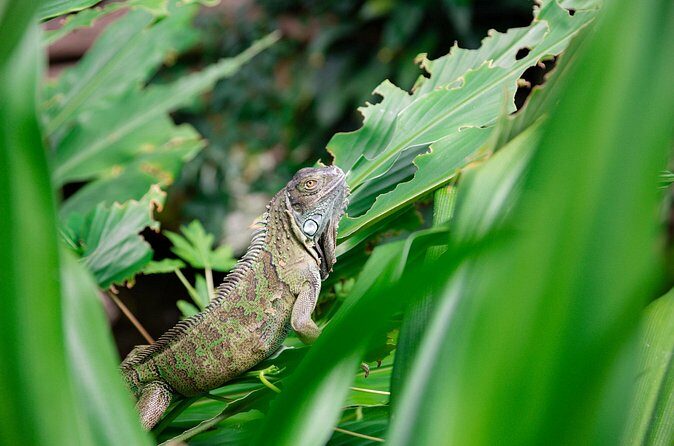 Victoria Butterfly Gardens Ticket - The Sum Up: Is It Worth Visiting?