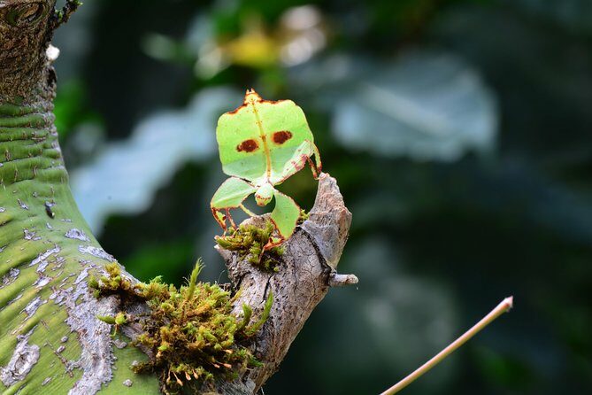 Victoria Butterfly Gardens Ticket - Frequently Asked Questions