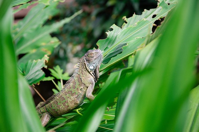 Victoria Butterfly Gardens Ticket - Recommended Visit Duration