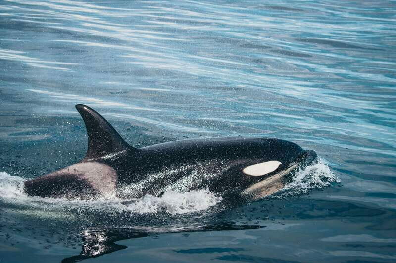 Victoria: Covered Whale Watching Adventure with Free Photos - Key Points