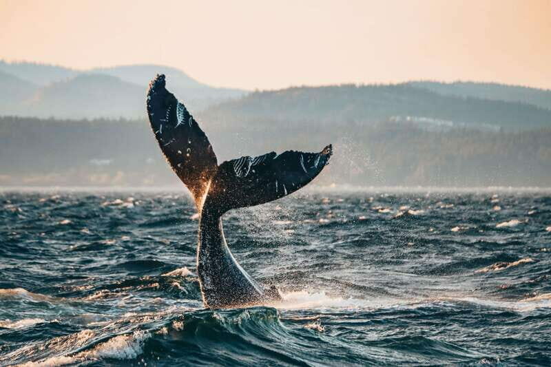 Victoria: Covered Whale Watching Adventure with Free Photos - An In-Depth Look at the Victoria Whale Watching Tour