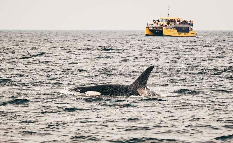 Victoria: Covered Whale Watching Adventure with Free Photos - FAQ