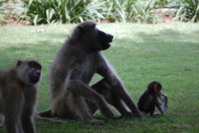 Victoria Falls Tour From Livingstone - Guest Reviews and Feedback