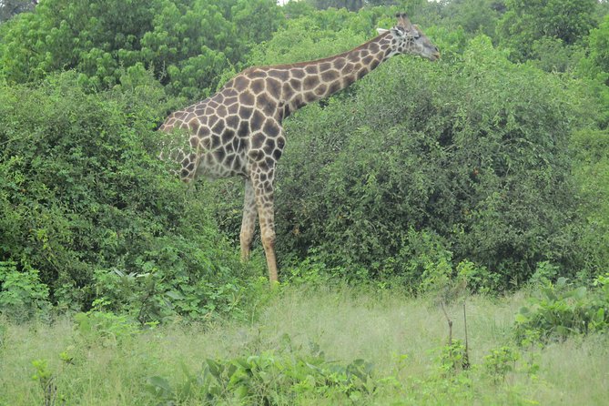 Victoria Falls: Whitewater Rafting + Chobe Safari Combo - Booking Information