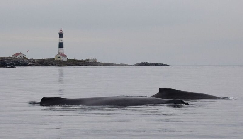 Victoria: Guided Whale and Wildlife-Watching Cruise - Experience Highlights