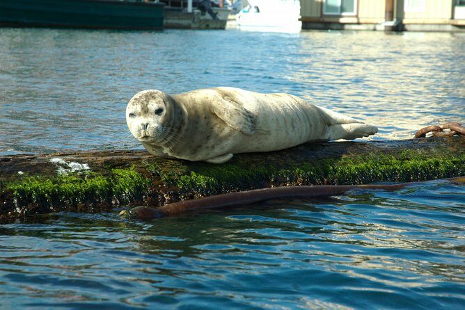 Victoria Harbour Kayak Tour - Key Points