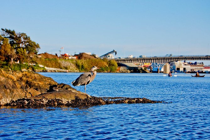 Victoria Harbour Kayak Tour - Experienced Local Guides