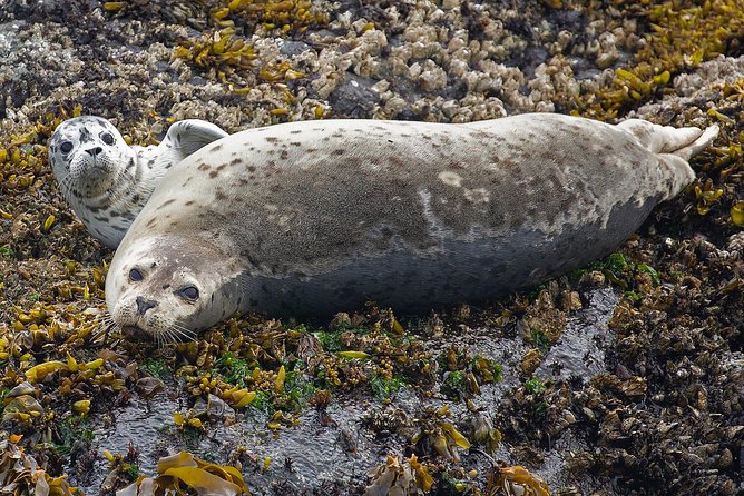 Victoria Marine Wildlife Tour - Additional Information