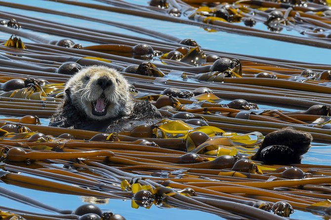 Victoria Marine Wildlife Tour - Cancellation Policy