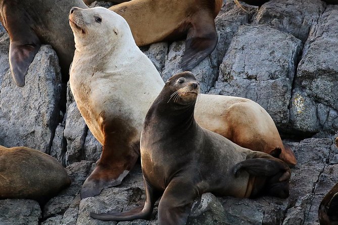 Victoria Marine Wildlife Tour - Visitor Information