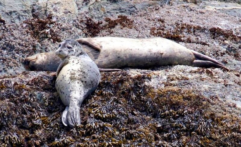 Victoria: Marine Wildlife & Whale Watch Tour - Key Points