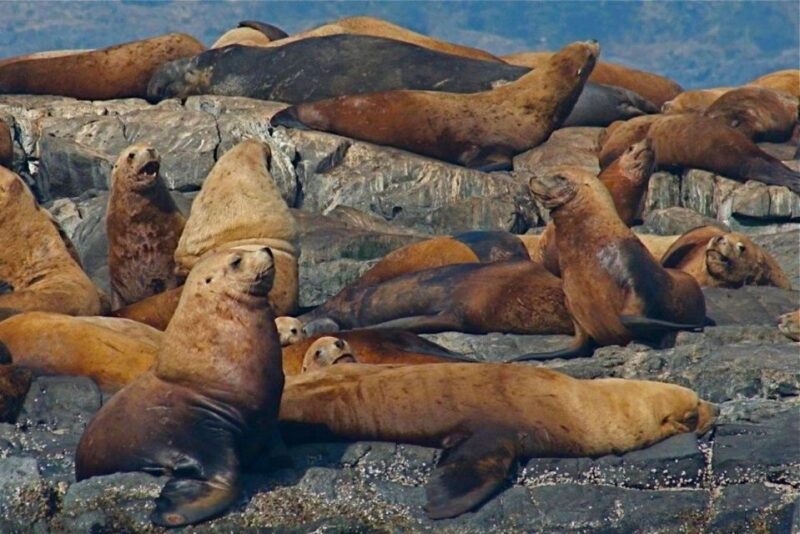 Victoria: Marine Wildlife & Whale Watch Tour - Highlights of the Experience