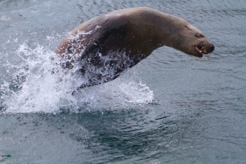 Victoria: Marine Wildlife & Whale Watch Tour - Onboard Amenities and Features