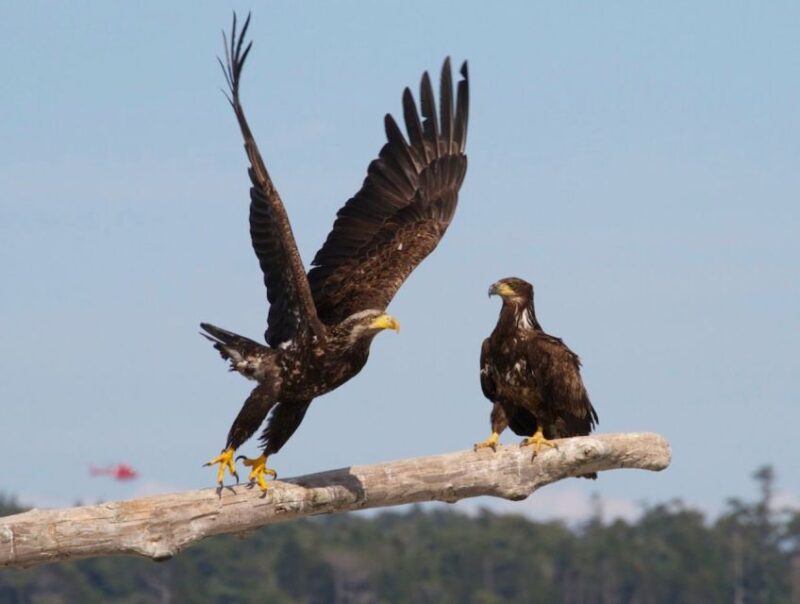 Victoria: Marine Wildlife & Whale Watch Tour - Participant Requirements