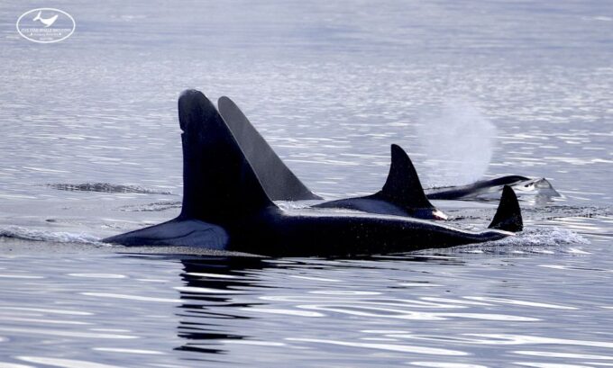 Victoria: Marine Wildlife & Whale Watch Tour - Booking and Cancellation Policy
