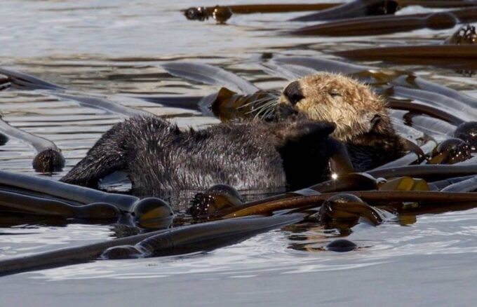 Victoria: Marine Wildlife & Whale Watch Tour - Customer Feedback and Ratings