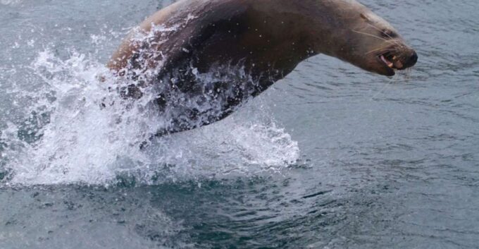 Victoria: Marine Wildlife & Whale Watch Tour - Getting to the Departure Point