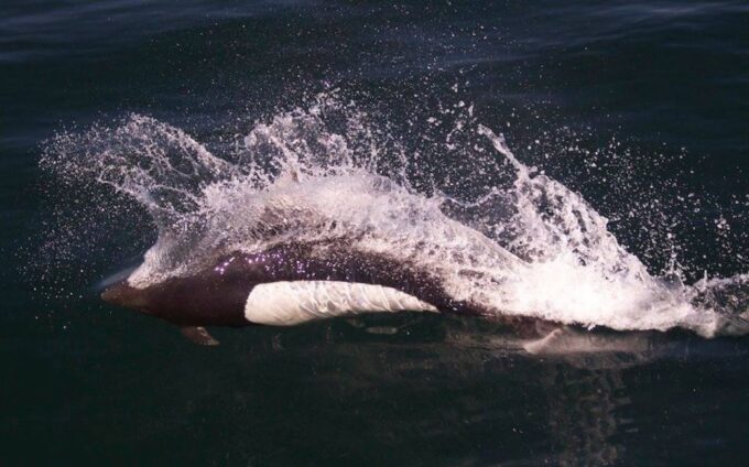 Victoria: Marine Wildlife & Whale Watch Tour - Frequently Asked Questions