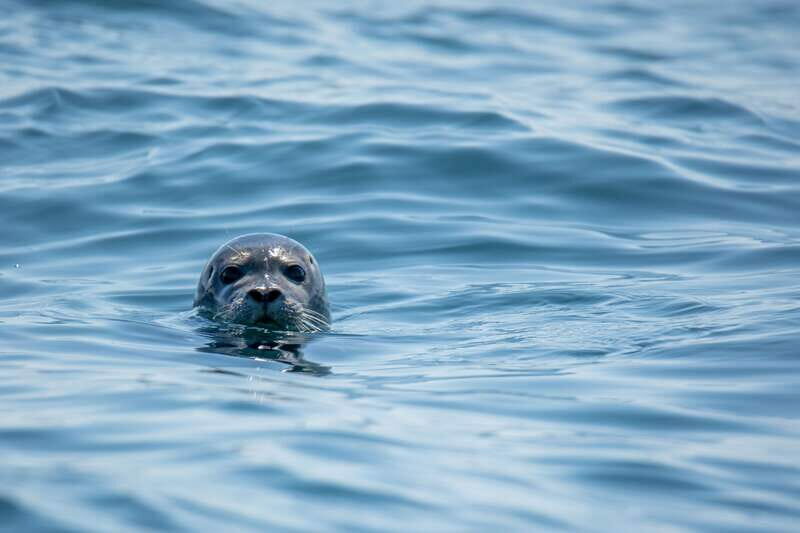 Victoria: Morning Whale-Watching Tour in Scarab Boat - Key Points