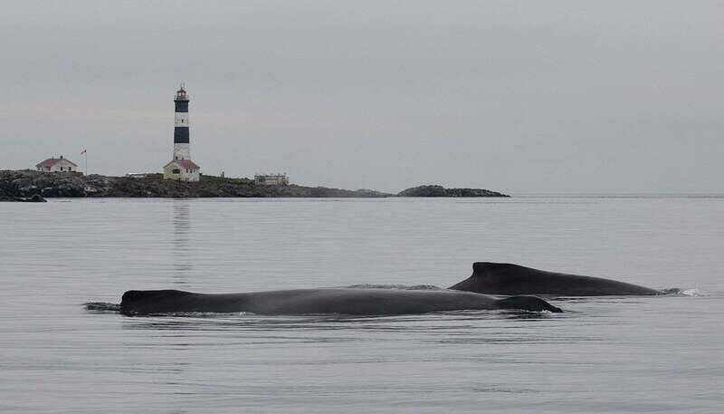 Victoria: Morning Whale-Watching Tour in Scarab Boat - An In-Depth Look at the Victoria Whale-Watching Experience