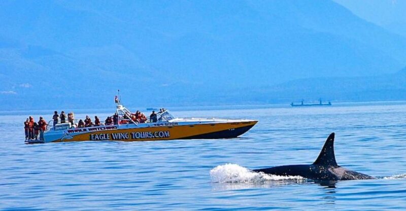 Victoria: Morning Whale-Watching Tour in Scarab Boat - Highlights of the Experience