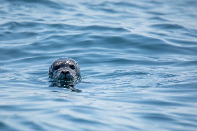 Victoria: Morning Whale-Watching Tour in Scarab Boat - Customer Feedback and Ratings