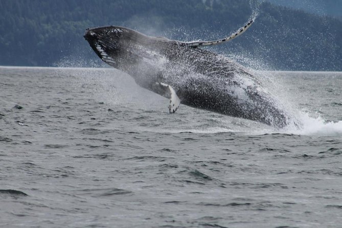 Victoria Shore Excursion: Whale-Watching Cruise With Expert Naturalist Guides - Location and Logistics