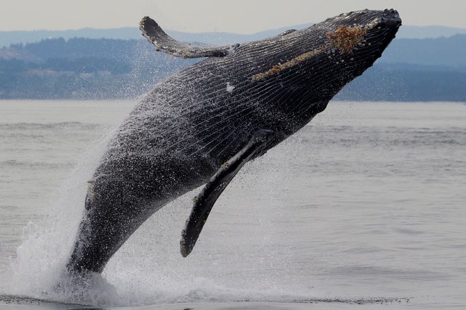 Victoria Shore Excursion: Whale-Watching Cruise With Expert Naturalist Guides - Inclusions and Exclusions