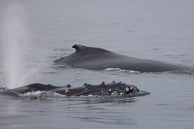 Victoria Shore Excursion: Whale-Watching Cruise With Expert Naturalist Guides - Accessibility and Additional Info