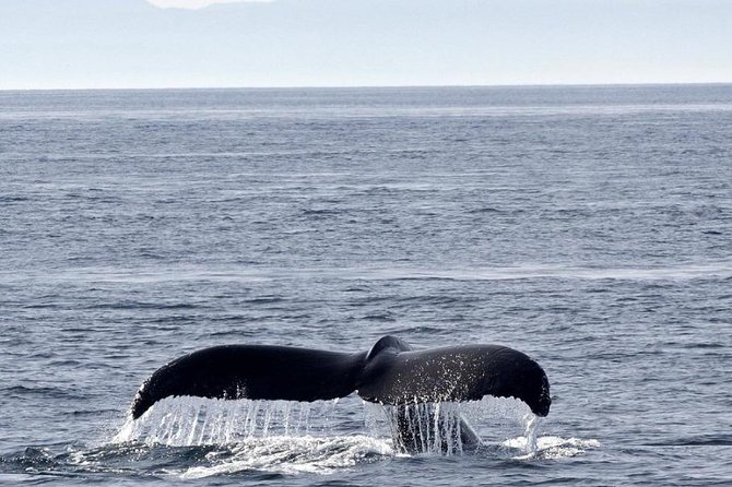 Victoria Shore Excursion: Whale-Watching Cruise With Expert Naturalist Guides - Whale-Watching Highlights