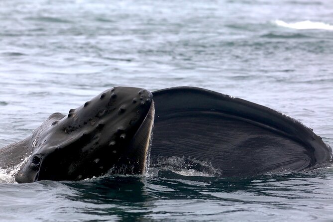 Victoria Shore Excursion: Whale-Watching Cruise With Expert Naturalist Guides - Naturalist Guide Expertise