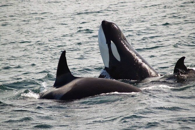Victoria Shore Excursion: Whale-Watching Cruise With Expert Naturalist Guides - Customer Reviews and Ratings